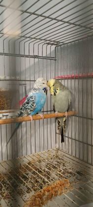 2 TAKIM SHOW JUMBO MUHABBET KUŞU