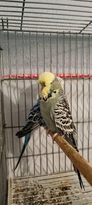 2 TAKIM SHOW JUMBO MUHABBET KUŞU