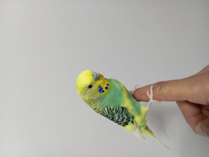 14 AYLIK ERKEK MUHABBET KUŞU