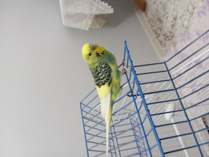 14 AYLIK ERKEK MUHABBET KUŞU