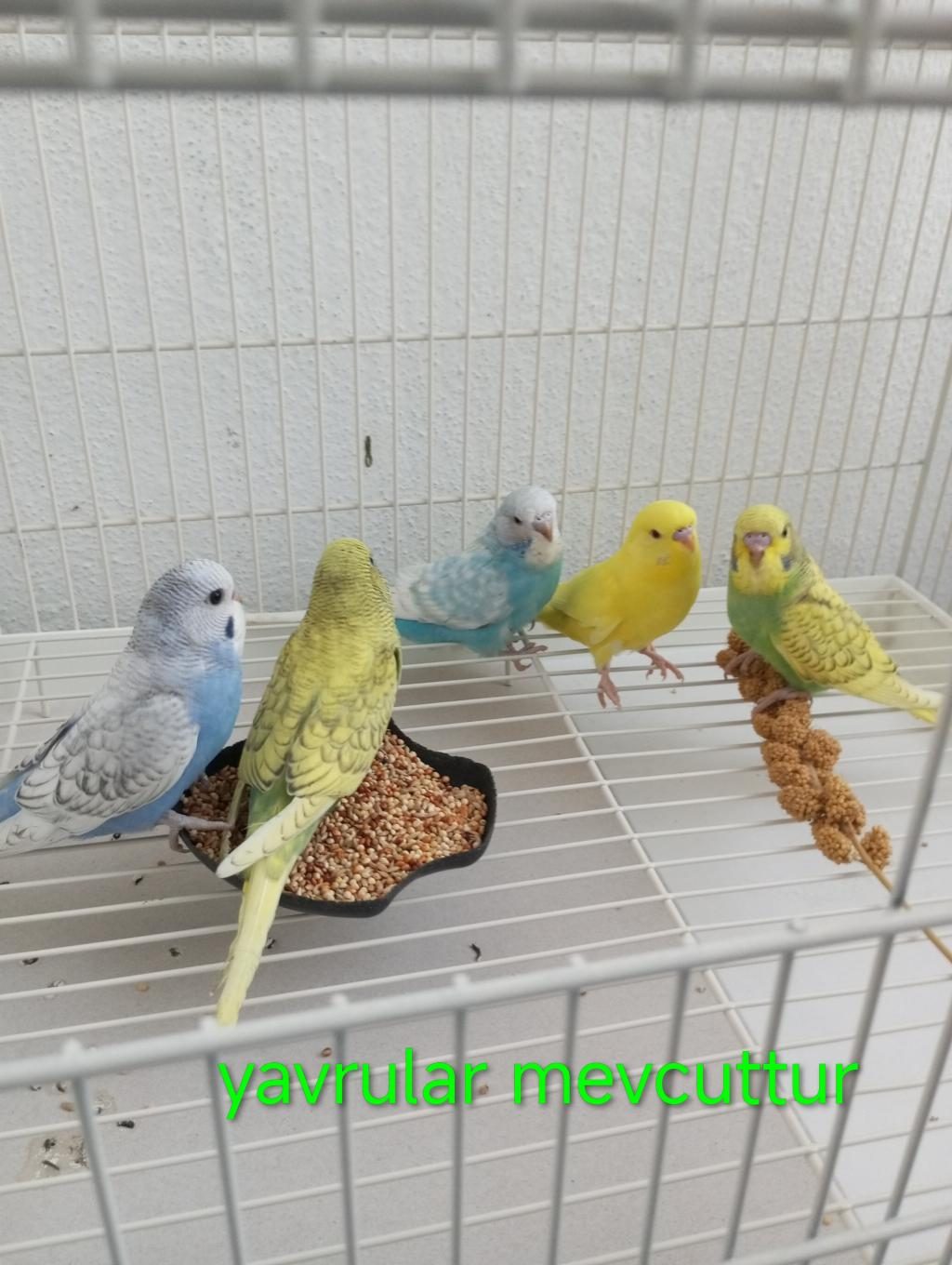 YAVRU TAKIM YETİŞKİN ERKEK DİŞİ MUHABBET KUŞU