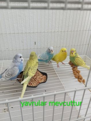 YAVRU TAKIM YETİŞKİN ERKEK DİŞİ MUHABBET KUŞU