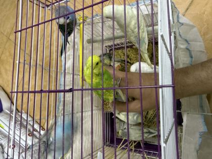 BEBEK ELE ALIŞIK YENİ YEME DÜŞMÜŞ YAVRULAR
