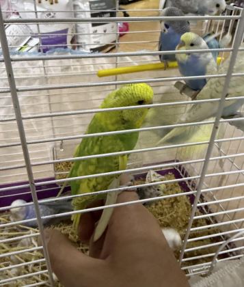 BEBEK ELE ALIŞIK YENİ YEME DÜŞMÜŞ YAVRULAR