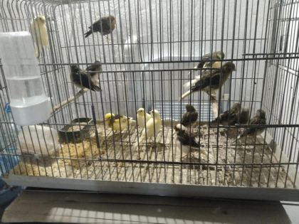 HER TÜR KANARYA MEVCUTTUR