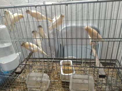 HER TÜR KANARYA MEVCUTTUR