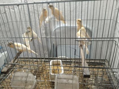 HER TÜR KANARYA MEVCUTTUR