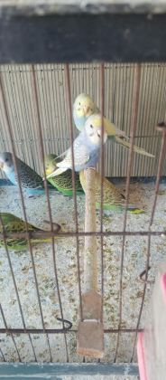 YENİ YEME İNMİŞ BEBEK MUHABBETLER