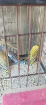 YENİ YEME İNMİŞ BEBEK MUHABBETLER