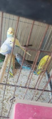 YENİ YEME İNMİŞ BEBEK MUHABBETLER