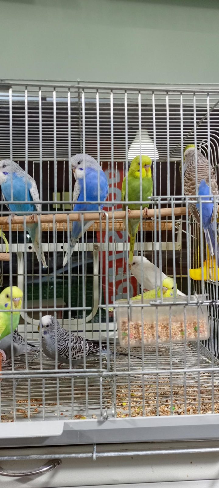 JUMBO YAVRU MUHABBET KUŞLARI