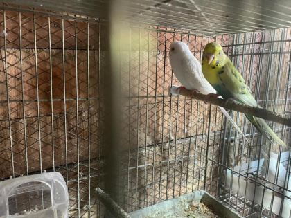 YAVRU GARANTİLİ MUHABBET KUŞU TAKIMLAR