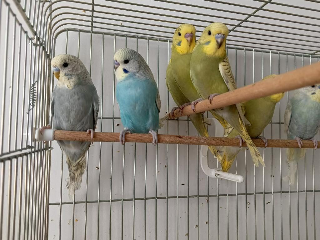 BEBEK MUHABBET KUŞU