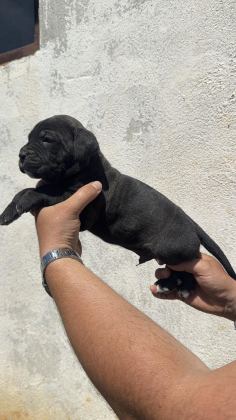 CANE CORSO YAVRULAR