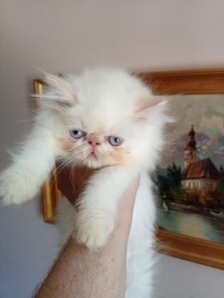 İRAN KEDİSİ ÜST KALİTE BEBEKLER