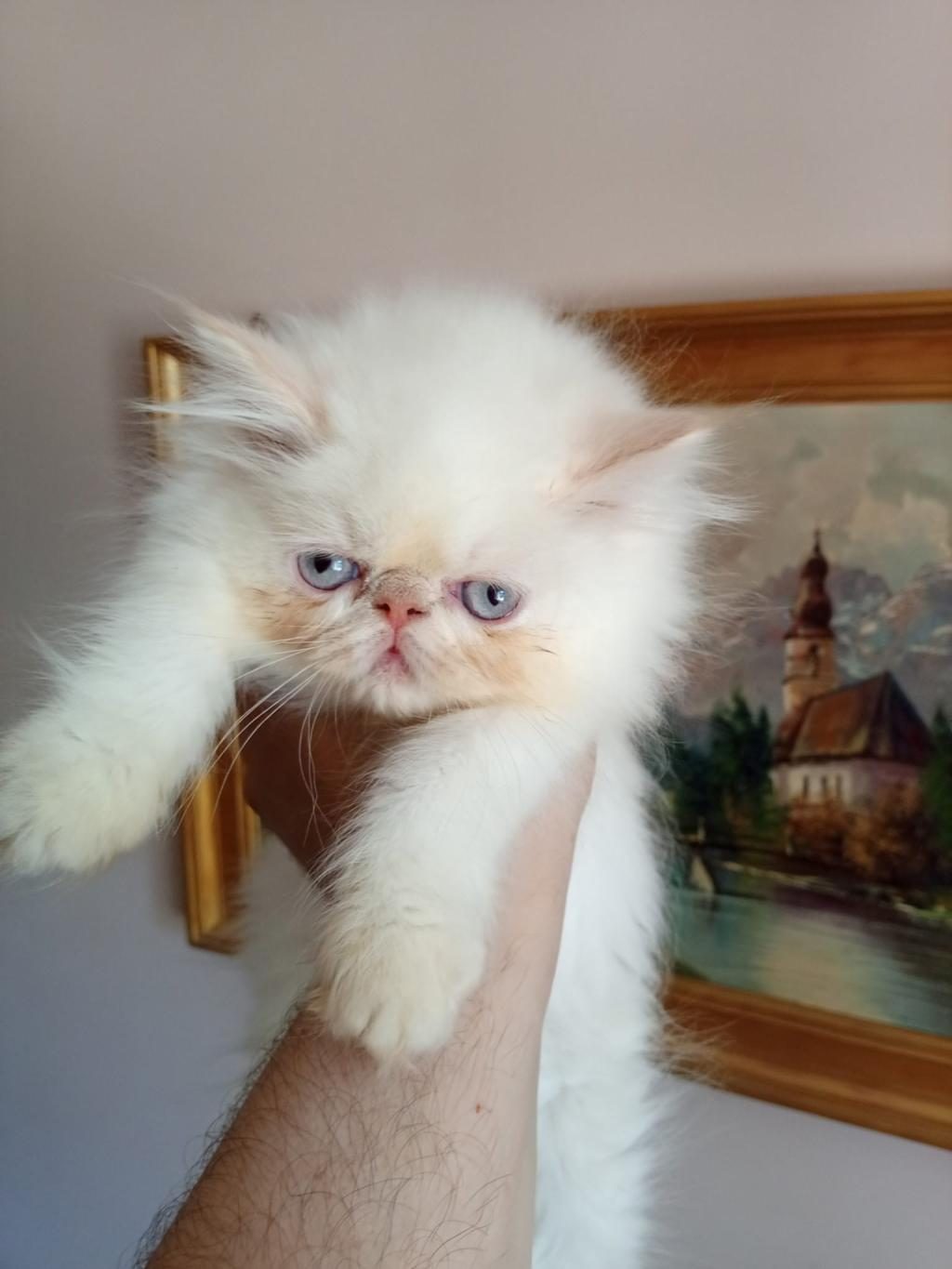 İRAN KEDİSİ ÜST KALİTE BEBEKLER