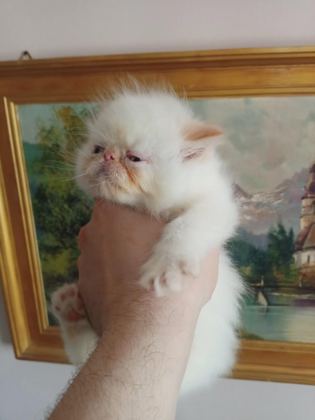 İRAN KEDİSİ ÜST KALİTE BEBEKLER
