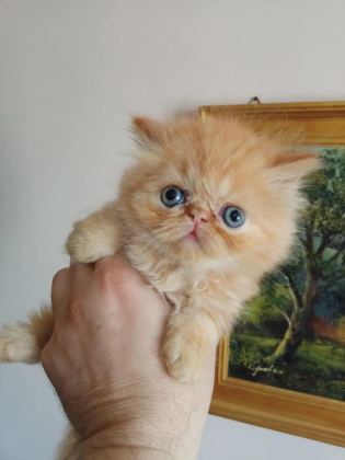 İRAN KEDİSİ ÜST KALİTE BEBEKLER