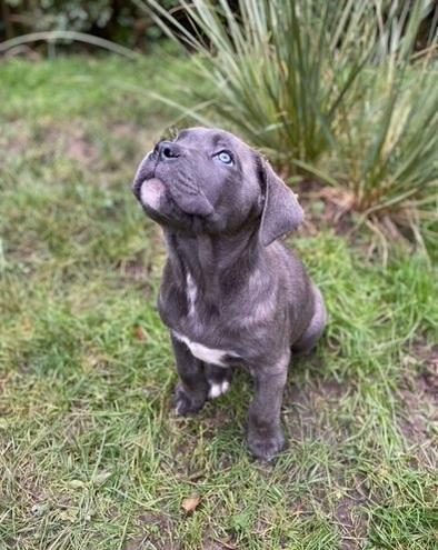 SAFKAN DEV CANE CORSO YAVRULAR