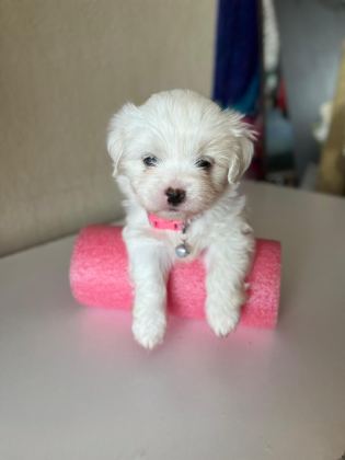 0 BOY MİNİ MALTESE TERRİER BEBEKLER