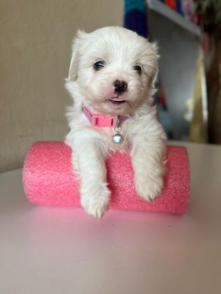 0 BOY MİNİ MALTESE TERRİER BEBEKLER