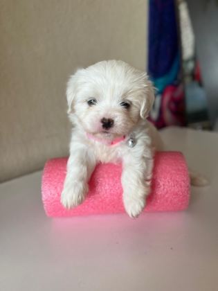 0 BOY MİNİ MALTESE TERRİER BEBEKLER