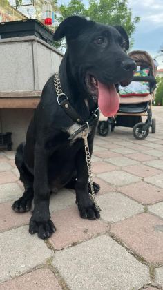 BLUE VE SİYAH CANE CORSO ERKEK YAVRULAR