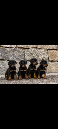 SAFKAN DOBERMAN YAVRULAR