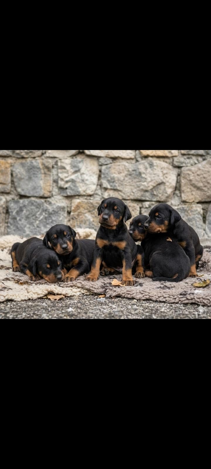 SAFKAN DOBERMAN YAVRULAR