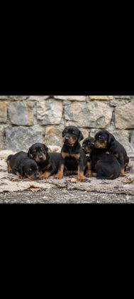 SAFKAN DOBERMAN YAVRULAR