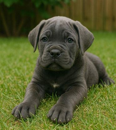 SAFKAN CANE CORSO YAVRULAR
