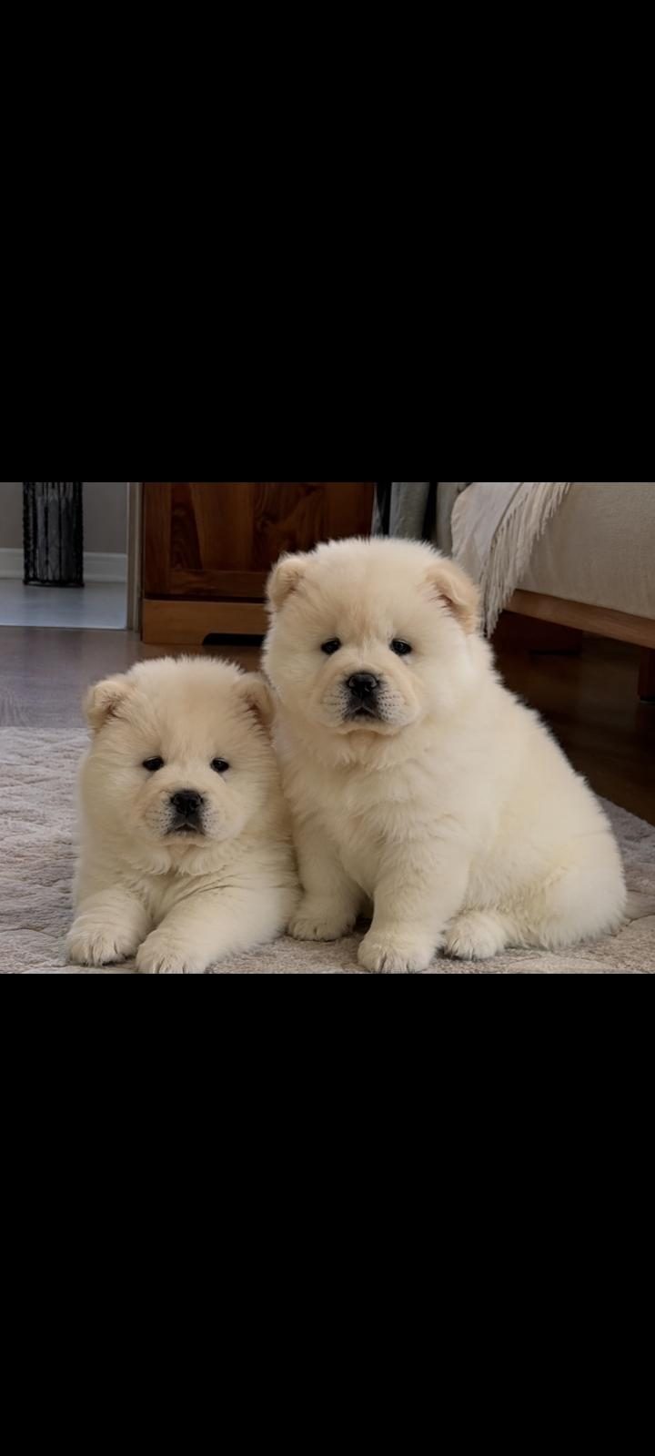 ÇİN ASLANI YAVRU KÖPEKLER