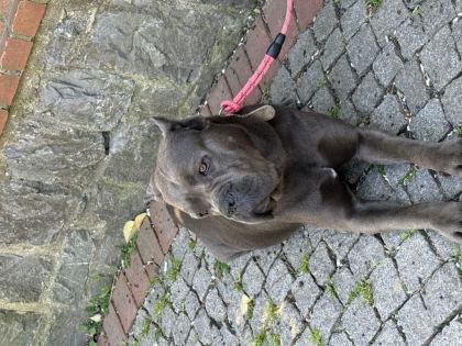 DİŞİ YAŞINDA BLUE CANE CORSO