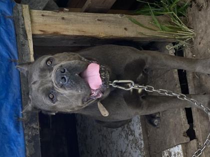 DİŞİ YAŞINDA BLUE CANE CORSO