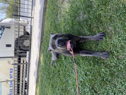 DİŞİ YAŞINDA BLUE CANE CORSO