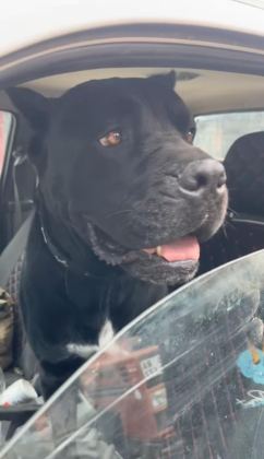 SAFKAN CANE CORSO