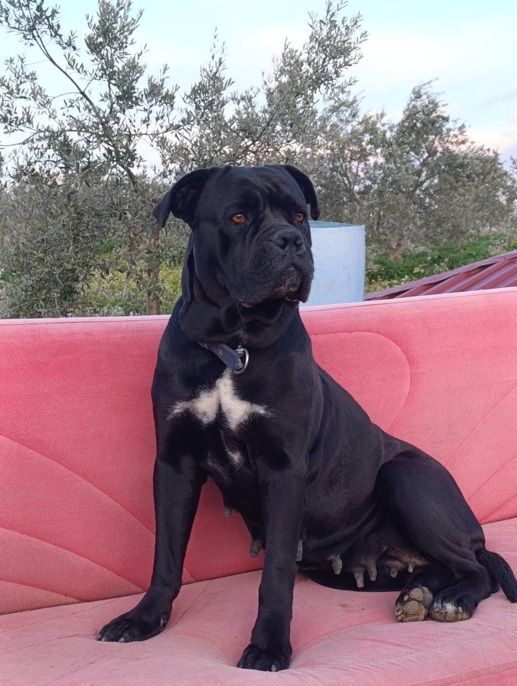 SAFKAN CANE CORSO