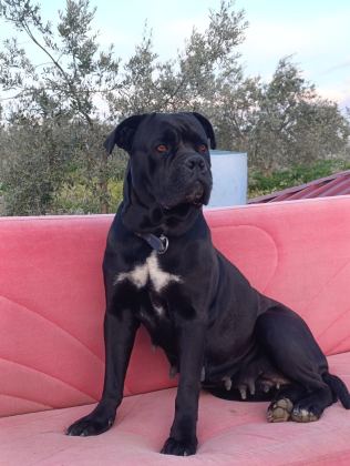 SAFKAN CANE CORSO