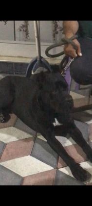 SAFKAN CANE CORSO