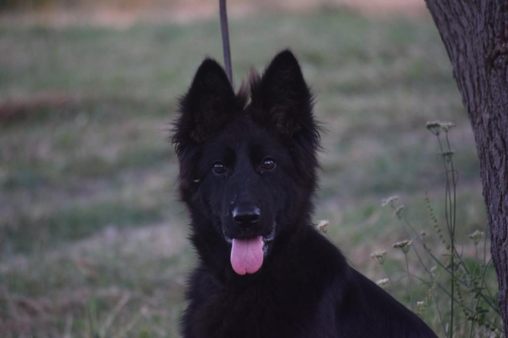 6 AYLIK SİYAH UZUN TÜYLÜ SHOW LİNE ALMAN ÇOBAN KÖPEĞİ