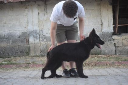 6 AYLIK SİYAH UZUN TÜYLÜ SHOW LİNE ALMAN ÇOBAN KÖPEĞİ