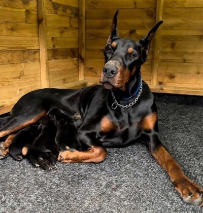 ELİT KİNG DOBERMAN YAVRULARI
