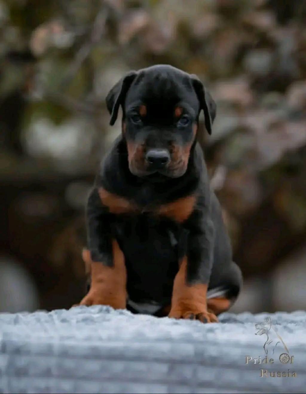 ELİT KİNG DOBERMAN YAVRULARI