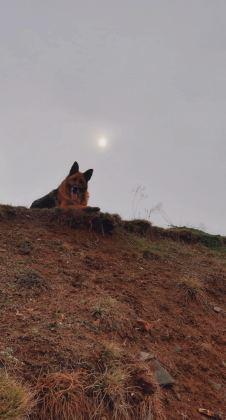 SAFKAN ERKEK ALMAN ÇOBAN KÖPEĞİMİZ