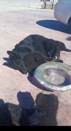 ALMAN ÇOBAN KÖPEĞİ