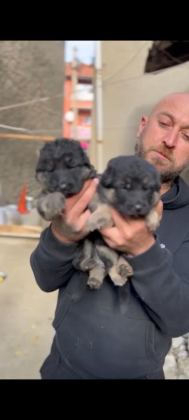 SAFKAN ERKEK ALMAN ÇOBAN KÖPEĞİMİZ