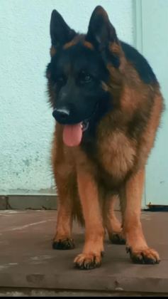 SAFKAN ERKEK ALMAN ÇOBAN KÖPEĞİMİZ