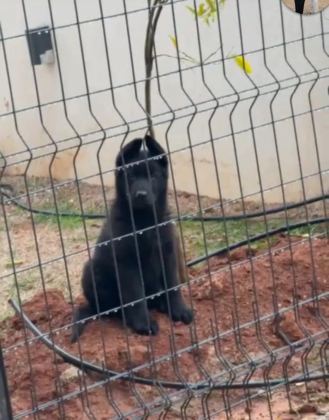 ALMAN ÇOBAN KÖPEĞİ