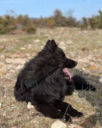 ALMAN ÇOBAN KÖPEĞİ