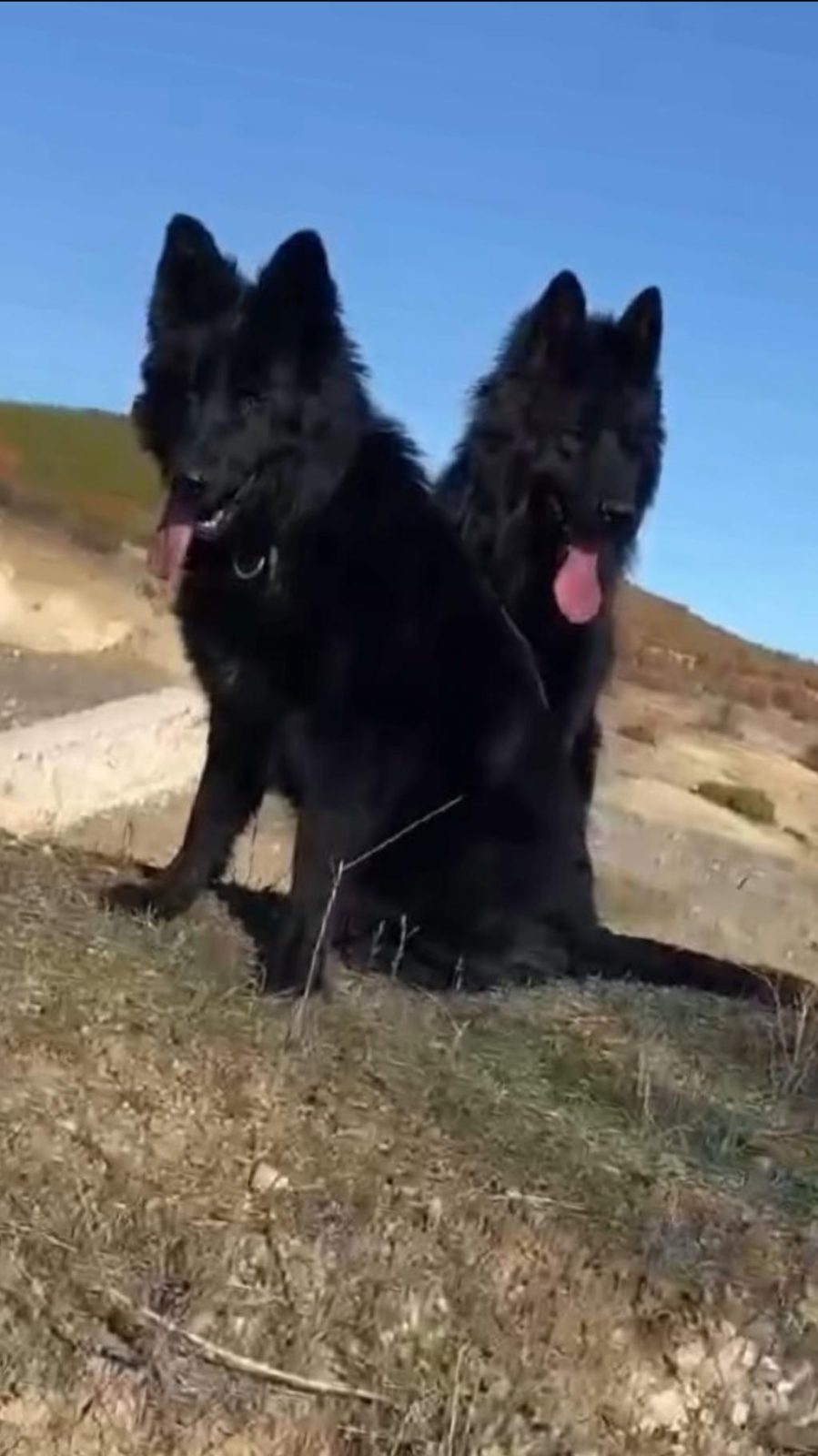 ALMAN ÇOBAN KÖPEĞİ